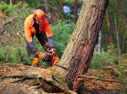 Reliable Albion, MI  Tree Services Solutions