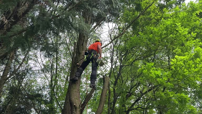 How Our Tree Care Process Works  in  Albion, MI