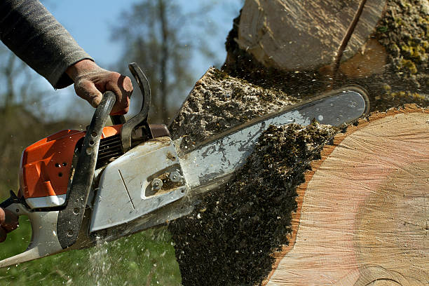 Leaf Removal in Albion, MI